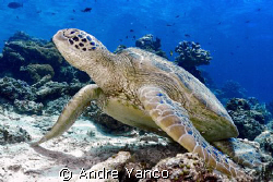 There is nothing more abundant in Sipadan then turtles.  ... by Andre Yanco 